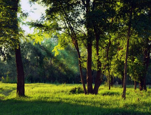 Sensory Healing: Reclaiming Joy Through The Body